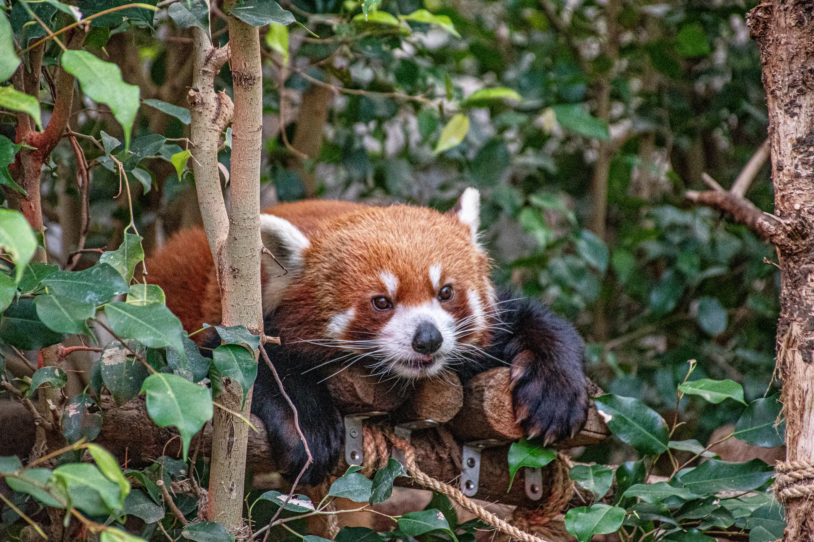 Hong Kong red panda