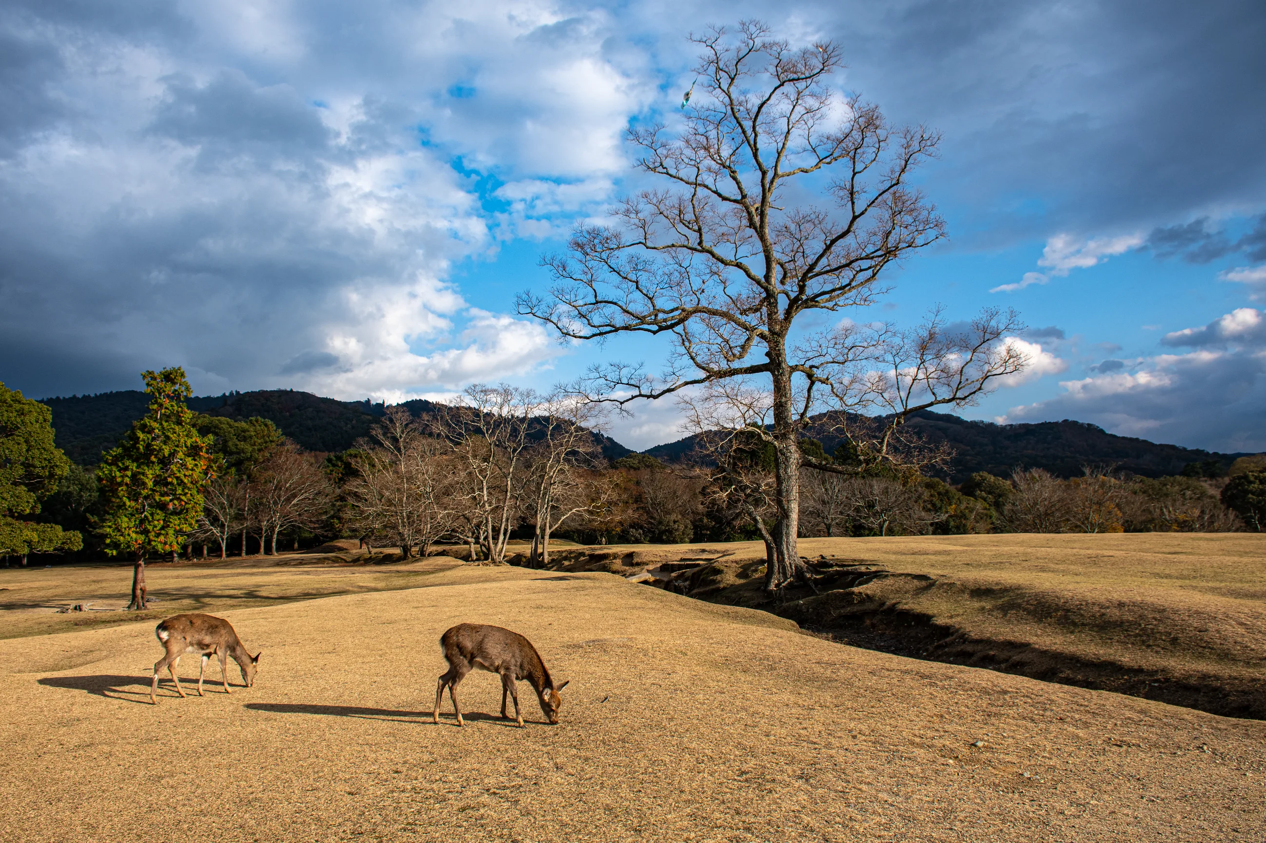 Japan dead tree