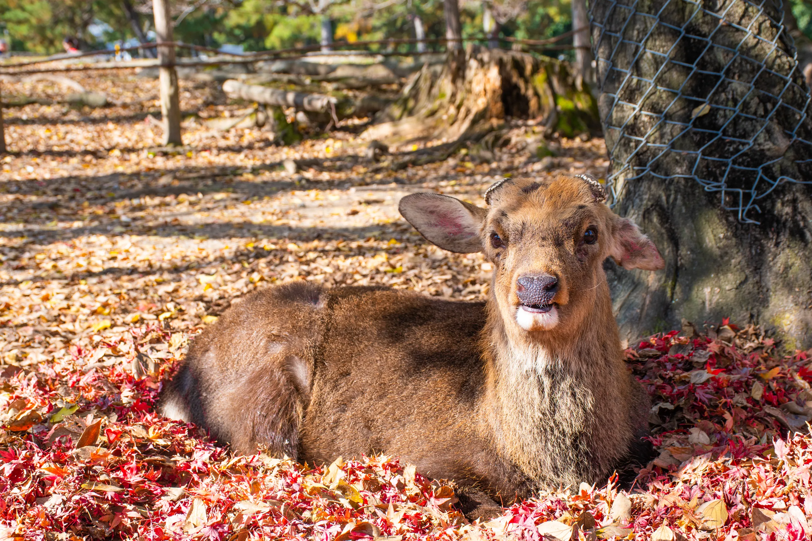 Japan Nara