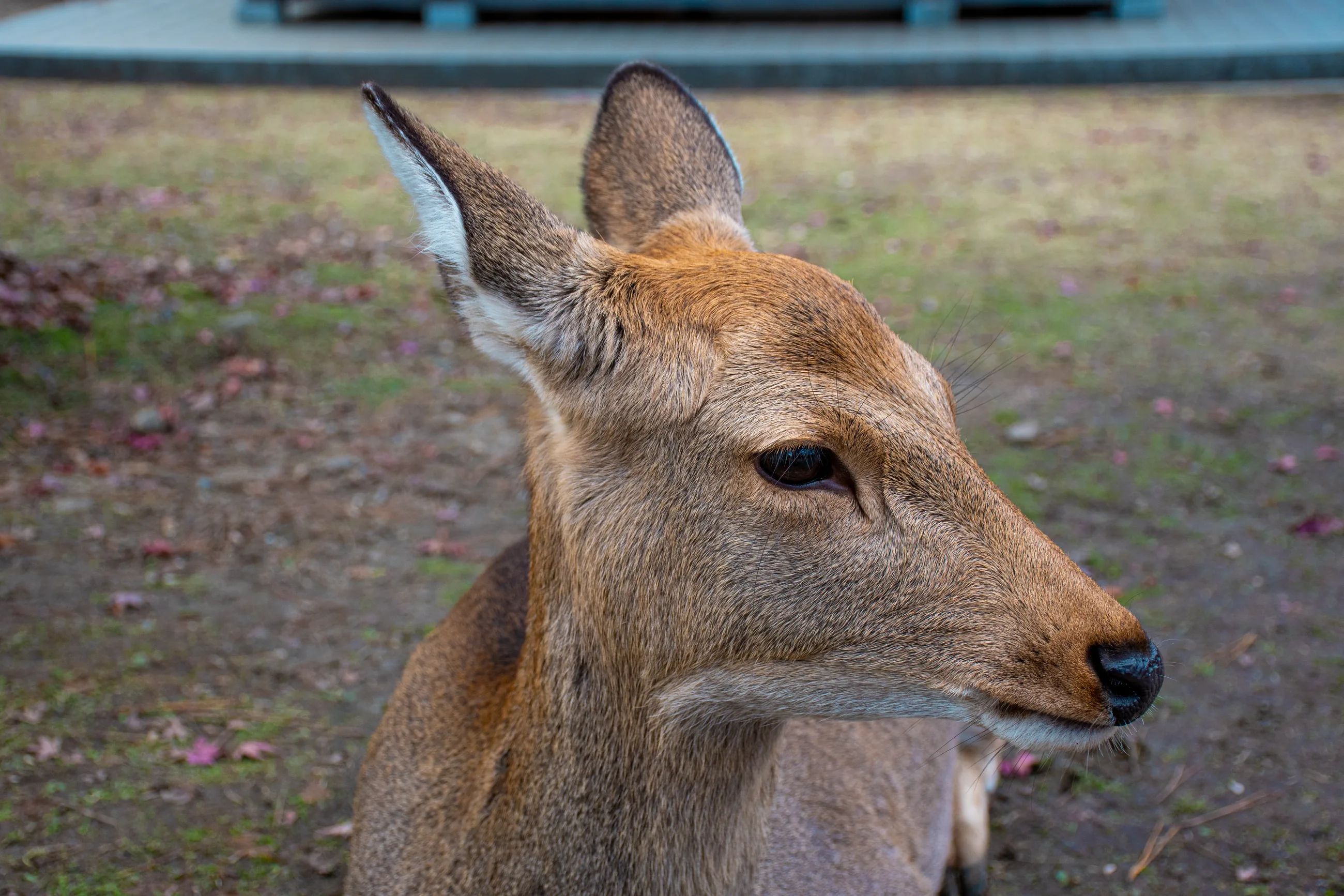 Japan Nara deer