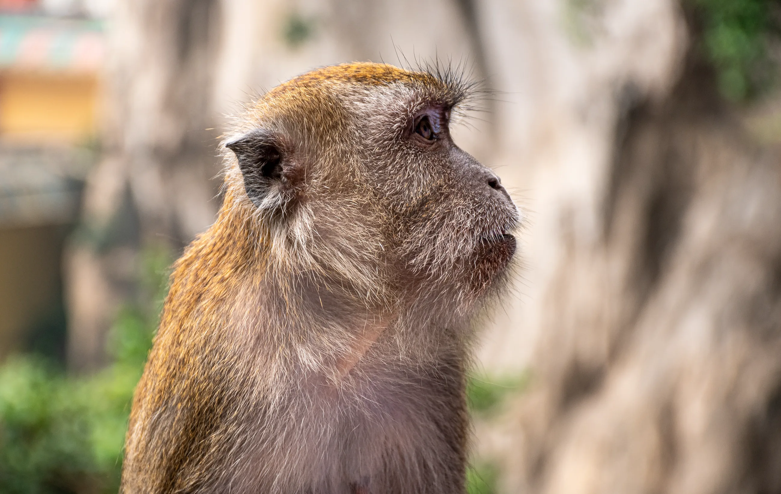 Malaysia monkey