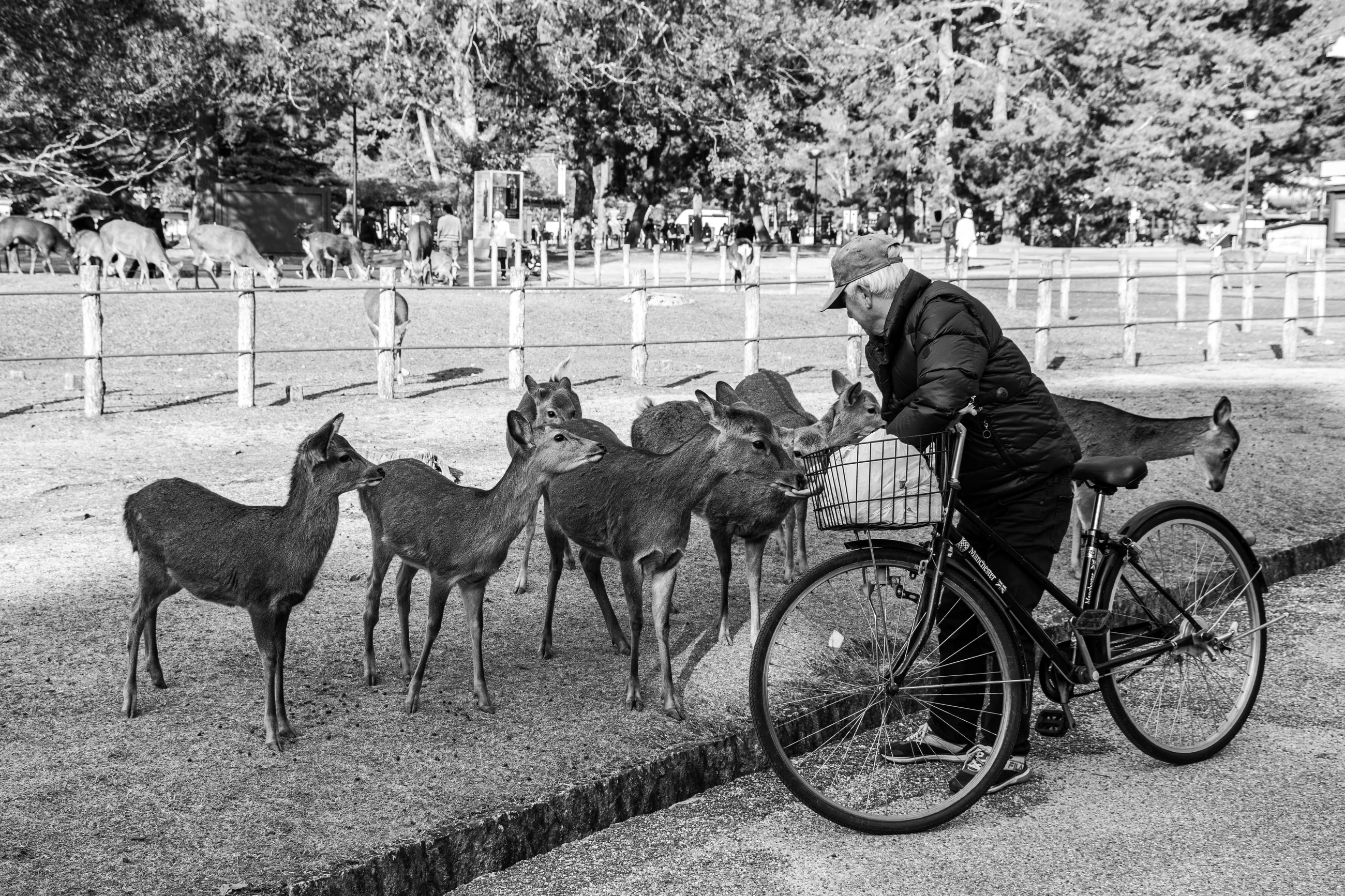 Old man feeding deer in Nara